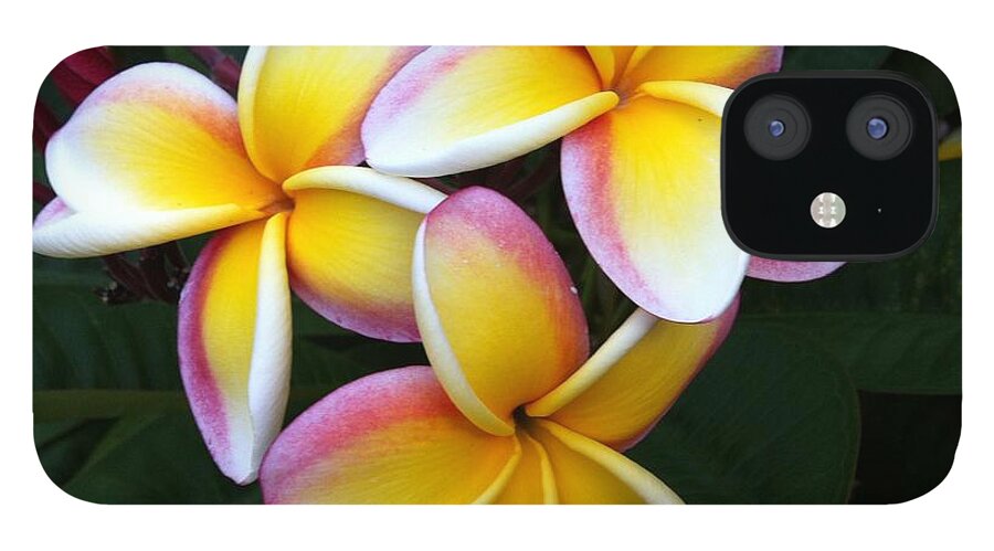 Yellow Plumeria iPhone 12 Case featuring the photograph White and Yellow Plumeria by Angela Bushman