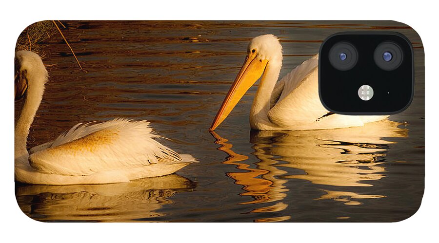 American White Pelican Bird Prints iPhone 12 Case featuring the photograph White Feathered Pelican Bird Swimming on Lake At Sunrise Nature Fine Art Photography Print by Jerry Cowart
