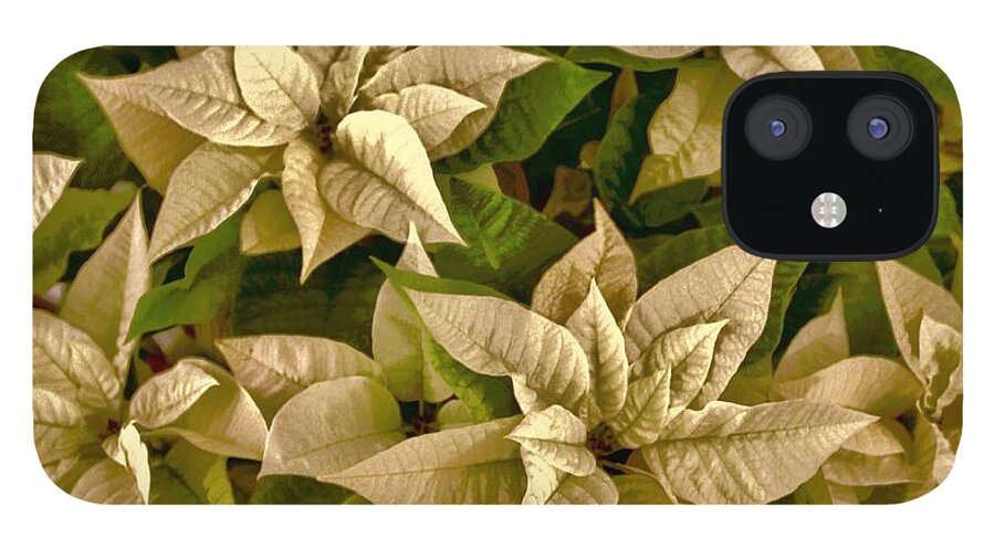 Mexican Legend iPhone 12 Case featuring the photograph White Poinsettia Christmas Eve by William Rockwell