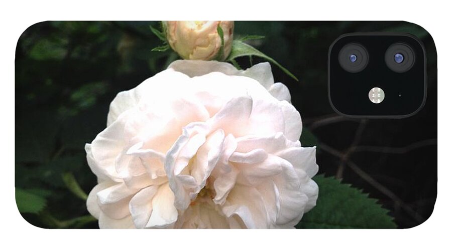 White Rose iPhone 12 Case featuring the photograph White Rose and Bud by Felix Zapata