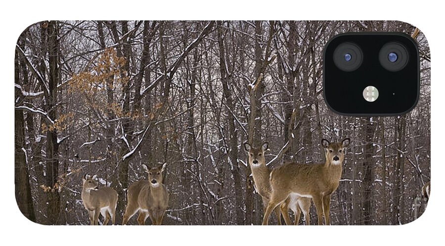 Deer iPhone 12 Case featuring the photograph White Tailed Deer by Anthony Sacco