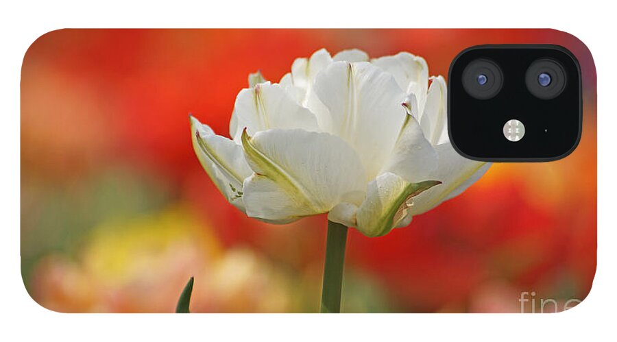 Tulip iPhone 12 Case featuring the photograph White Tulip Weisse gefuellte Tulpe by Eva-Maria Di Bella