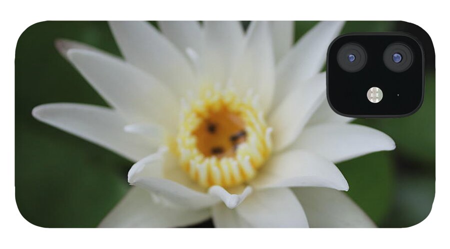 Water Lotusflower Lotus iPhone 12 Case featuring the photograph White Water Lotus by Michael Kim