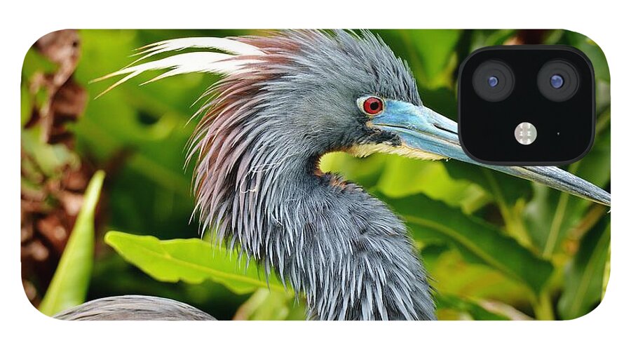 Tri Color Heron iPhone 12 Case featuring the photograph It's all about that color by Julie Adair