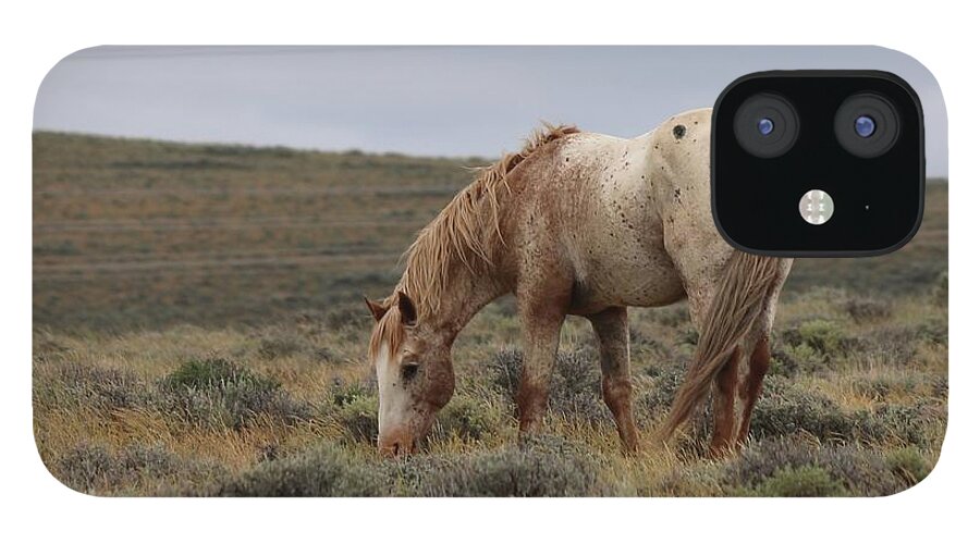 Wild iPhone 12 Case featuring the photograph Wild Horse by Christy Pooschke