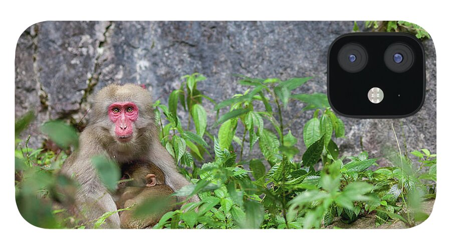 Care iPhone 12 Case featuring the photograph Wild Monkey Nursing by Tdubphoto