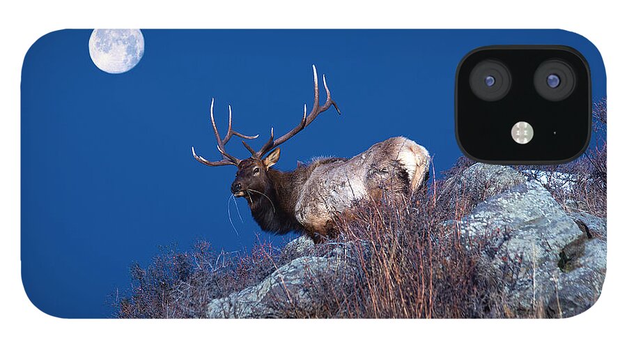 Elk iPhone 12 Case featuring the photograph Wild Moon by Shane Bechler