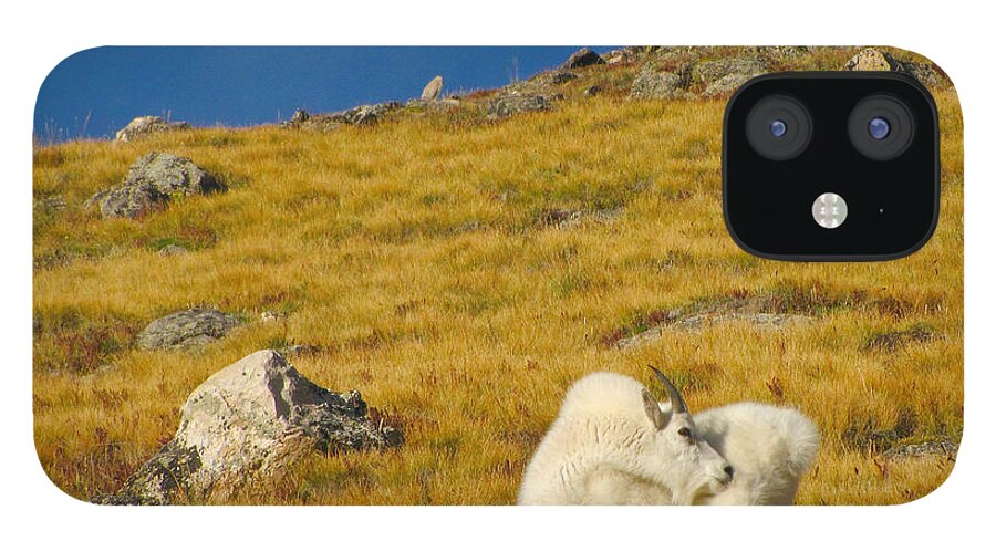 Working Animal iPhone 12 Case featuring the photograph Wild Mountain Goat On A September Day by Sandra Leidholdt