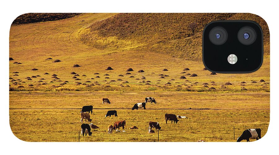 Wind iPhone 12 Case featuring the photograph Wind-swept Pastures Of Cows And Sheep by Gregchen