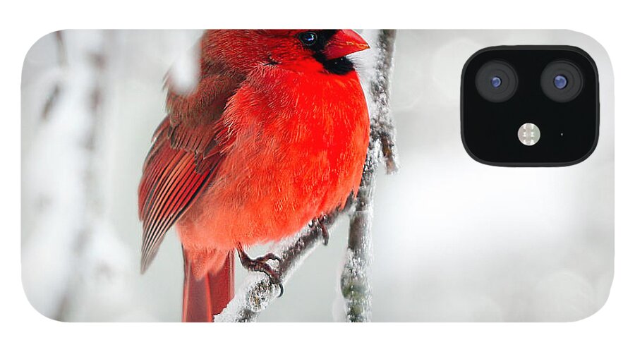 Cardinal iPhone 12 Case featuring the photograph Winter Red by Jaki Miller