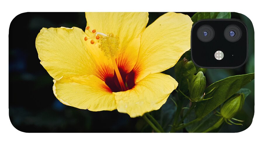 Botanic iPhone 12 Case featuring the photograph Yellow and Red Hibiscus by Christi Kraft