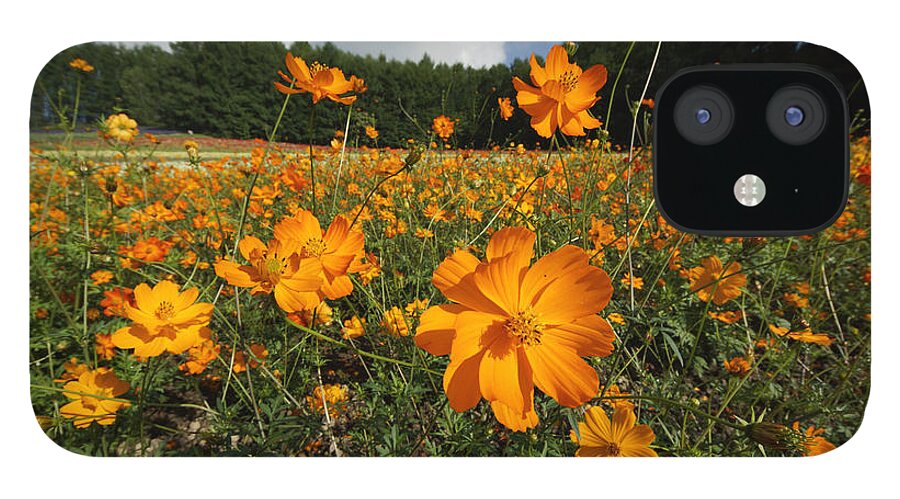 Feb0514 iPhone 12 Case featuring the photograph Yellow Cosmos Field In Flower Japan by Hiroya Minakuchi