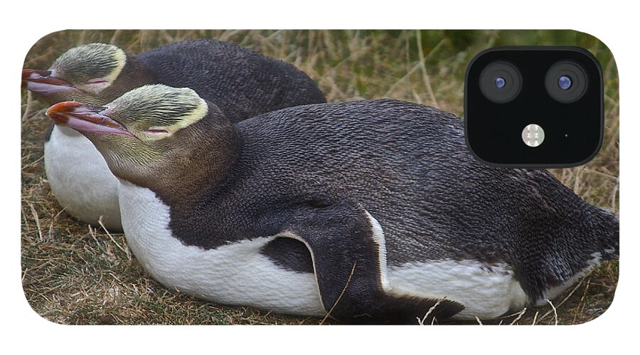 Eudyptes iPhone 12 Case featuring the photograph Sleeping Yellow Eyed Penguins by Venetia Featherstone-Witty