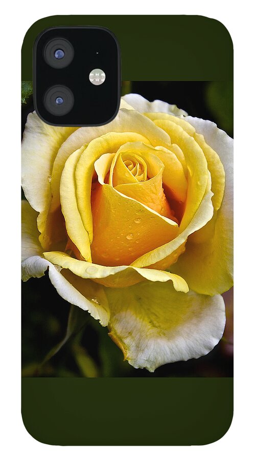Rose iPhone 12 Case featuring the photograph Yellow Rose With Dewdrops by Venetia Featherstone-Witty