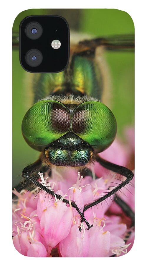 Feb0514 iPhone 12 Case featuring the photograph Yellow-spotted Dragonfly Switzerland by Thomas Marent