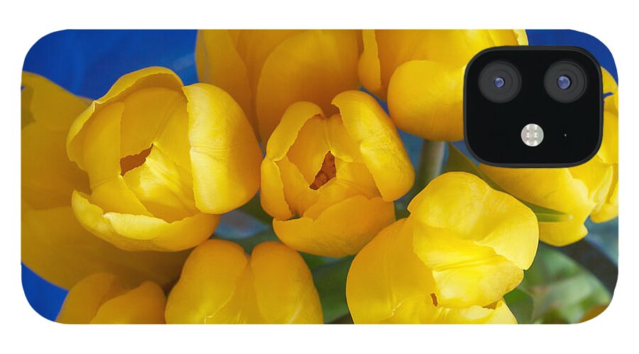 Tulip iPhone 12 Case featuring the photograph Yellow Tulips by Patricia Schaefer