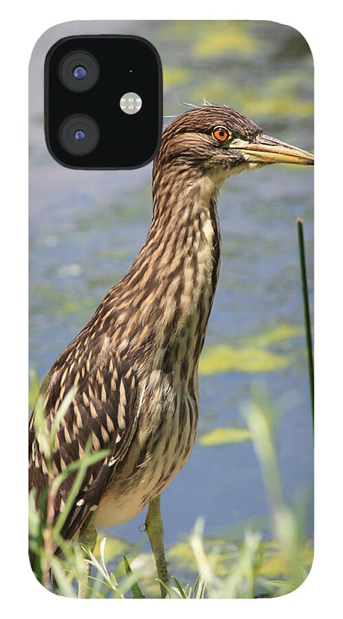 Black Crowned Night Heron iPhone 12 Case featuring the photograph Young Heron by Shane Bechler