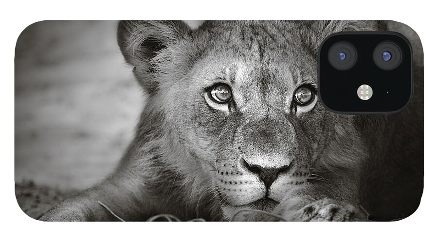 Wild iPhone 12 Case featuring the photograph Young lion portrait by Johan Swanepoel