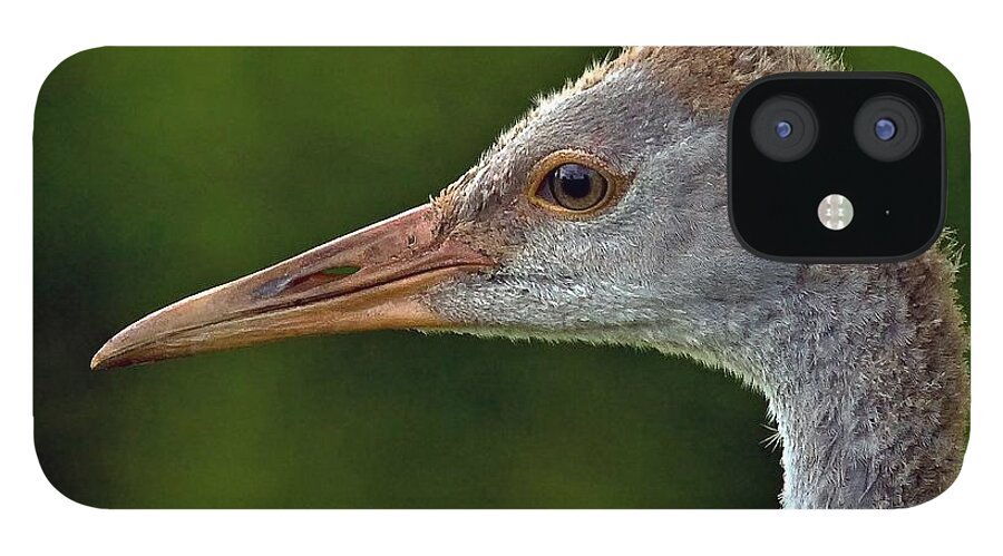 Sandhill Crane iPhone 12 Case featuring the photograph Young Sandhill Crane by Larry Linton