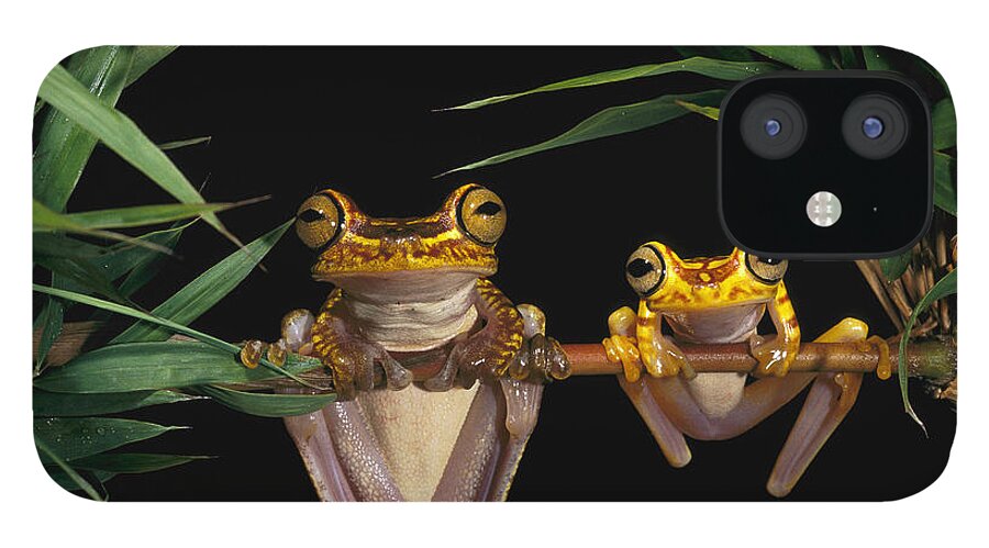 Mp iPhone 12 Case featuring the photograph Chachi Tree Frog Hyla Picturata Pair #1 by Pete Oxford