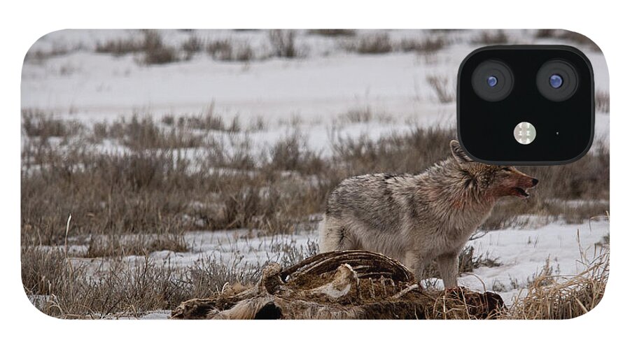 Coyote iPhone 12 Case featuring the photograph Coyote National Elk Refuge #1 by Benjamin Dahl