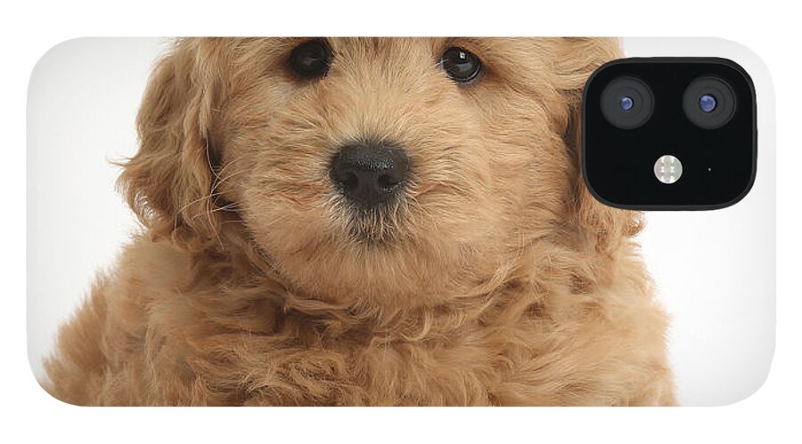 Nature iPhone 12 Case featuring the photograph Goldendoodle Puppy #1 by Mark Taylor
