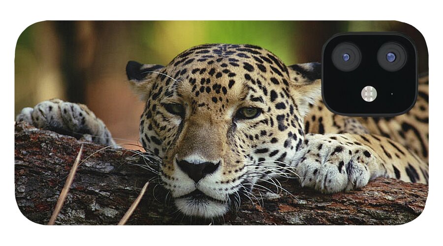Mp iPhone 12 Case featuring the photograph Jaguar Panthera Onca Portrait, Belize #1 by Gerry Ellis