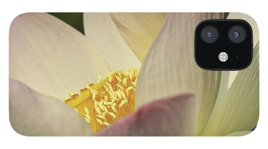 Kenilworth Aquatic Park iPhone 12 Case featuring the photograph Nelumbo 'Pink and Yellow' #2 by Perla Copernik