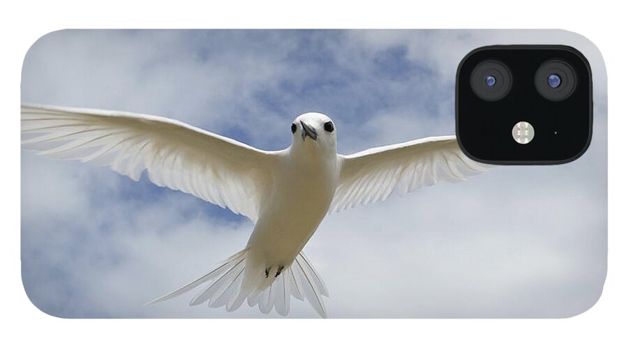 00429819 iPhone 12 Case featuring the photograph White Tern Flying Midway Atoll Hawaiian #1 by Sebastian Kennerknecht