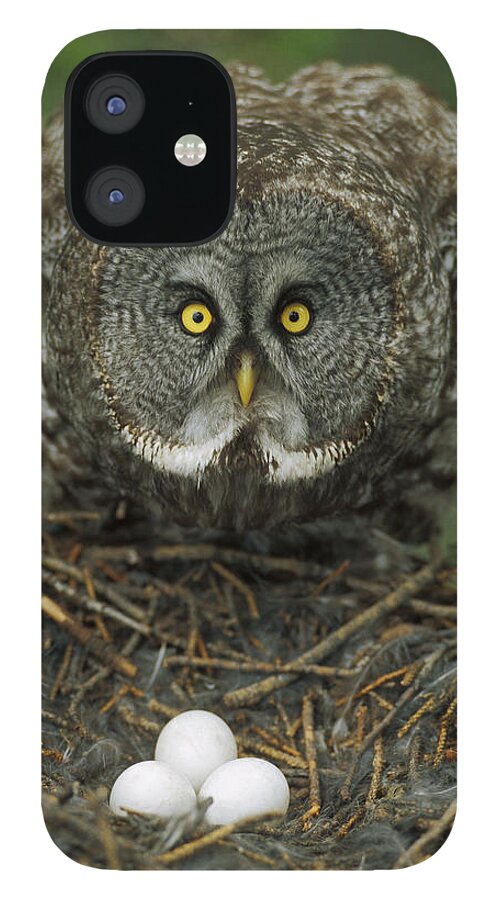 Mp iPhone 12 Case featuring the photograph Great Gray Owl Strix Nebulosa Parent #2 by Michael Quinton