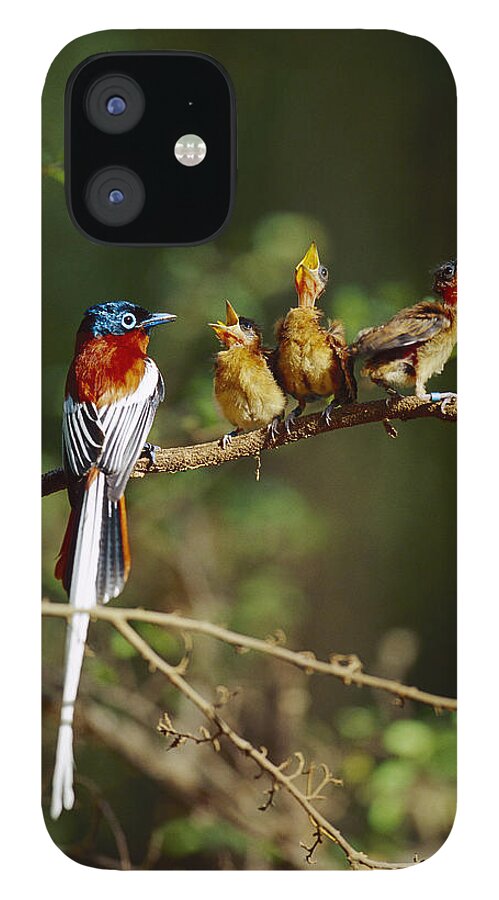 Mp iPhone 12 Case featuring the photograph Madagascar Paradise Flycatcher #2 by Cyril Ruoso