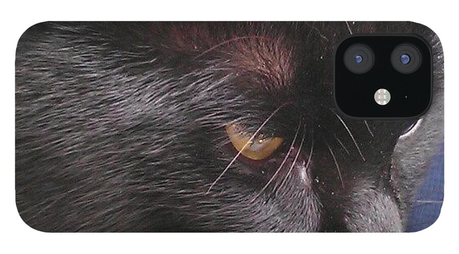 Petstagram iPhone 12 Case featuring the photograph #cat #cats #tagsforlikes.com #catsagram #3 by Jinxi The House Cat