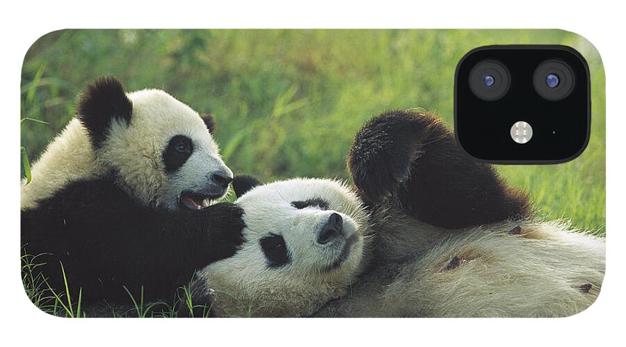 Mp iPhone 12 Case featuring the photograph Giant Panda Ailuropoda Melanoleuca #4 by Cyril Ruoso
