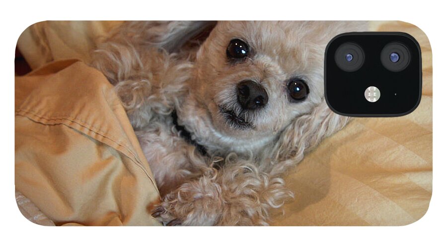 Dog iPhone 12 Case featuring the photograph All Tucked In by Diana Haronis