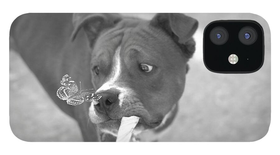 Boxer iPhone 12 Case featuring the photograph Another Butterfly After My Friends Dog by John Kolenberg