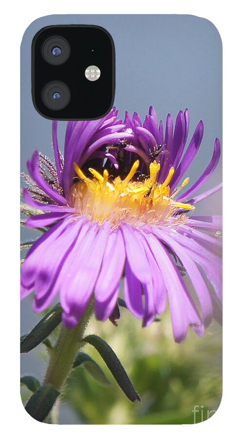 Aster iPhone 12 Case featuring the photograph Asters Starting to Bloom by Robert E Alter Reflections of Infinity