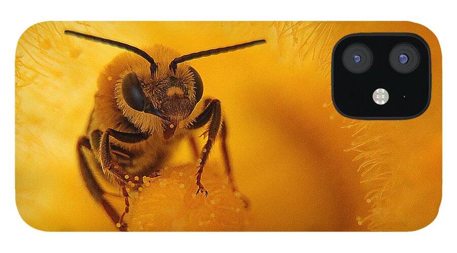 Bee iPhone 12 Case featuring the photograph Bee on Squash Flower by Jack Schultz