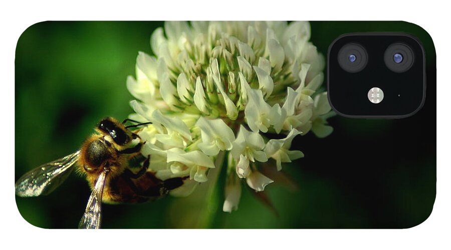 Bee iPhone 12 Case featuring the photograph BeeFlower2 by David Weeks