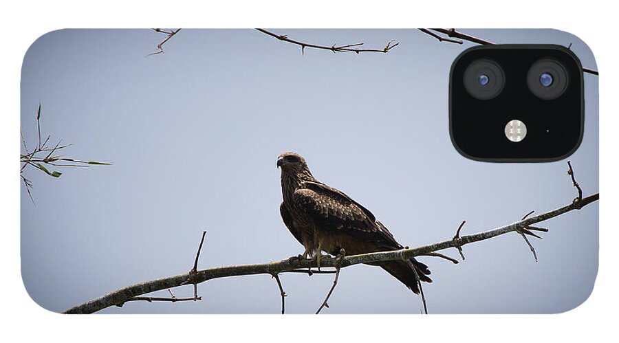 Black Kite iPhone 12 Case featuring the photograph Black Kite by SAURAVphoto Online Store