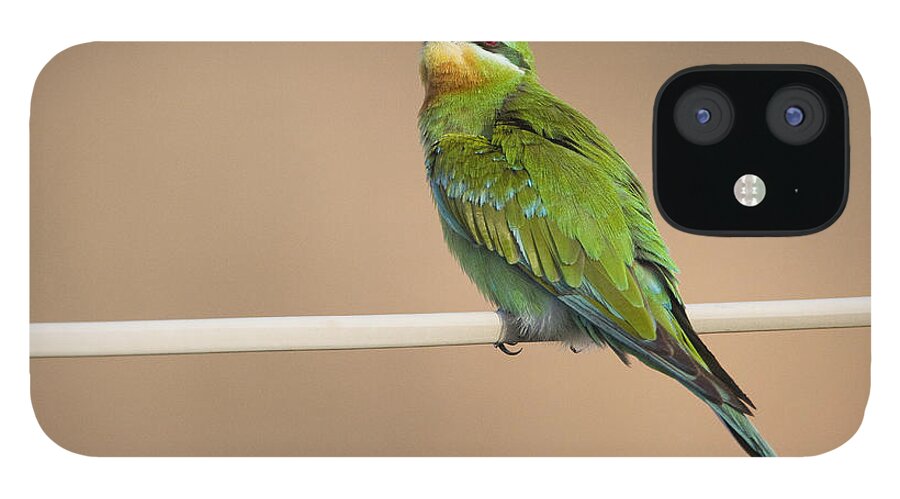 00481394 iPhone 12 Case featuring the photograph Blue Cheeked Bee Eater Hawf Protected by Sebastian Kennerknecht