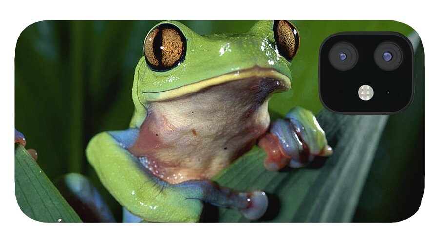 Mp iPhone 12 Case featuring the photograph Blue-sided Leaf Frog Agalychnis Annae by Michael & Patricia Fogden