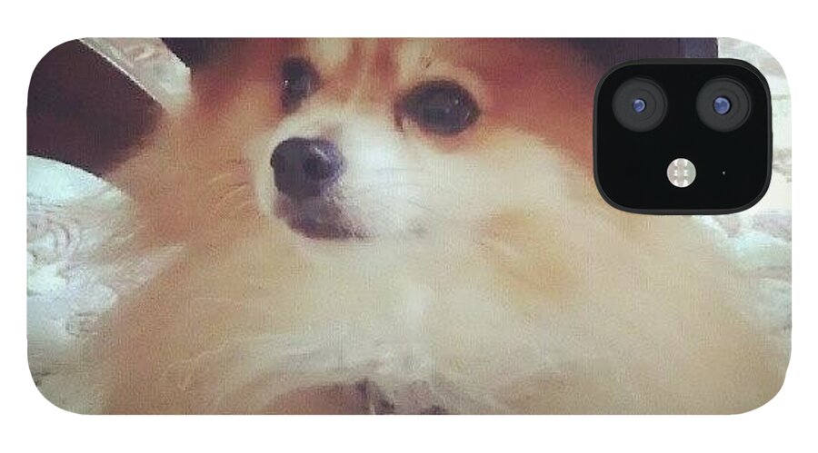  iPhone 12 Case featuring the photograph Boo Boo Rocking My Batman Hat by Kegan Piper