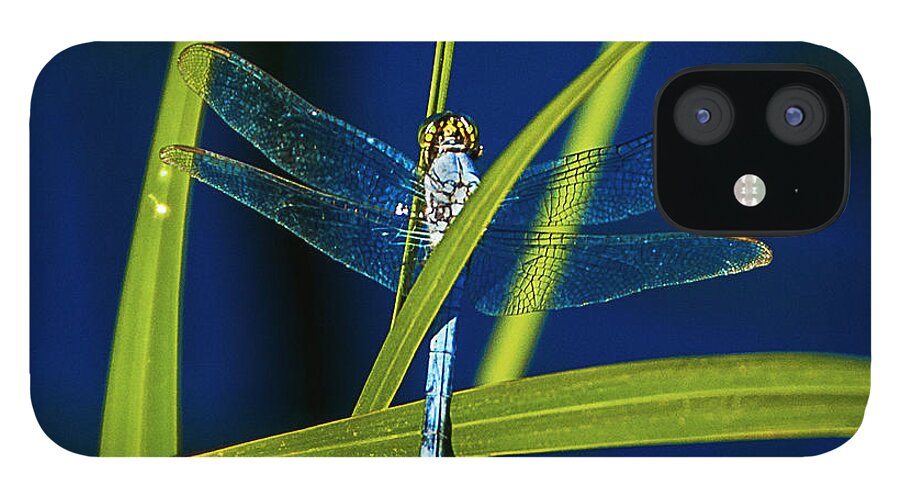 Heron Haven iPhone 12 Case featuring the photograph Brilliant Dragon Fly by Ed Peterson