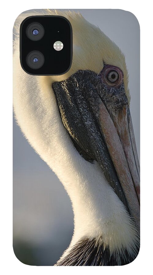 Bird iPhone 12 Case featuring the photograph Brown Pelican Profile by Ed Gleichman