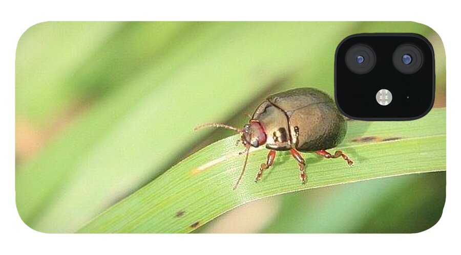 Nofilter iPhone 12 Case featuring the photograph Bug, In Brixham, Devon #nature by Anita Callister Jones