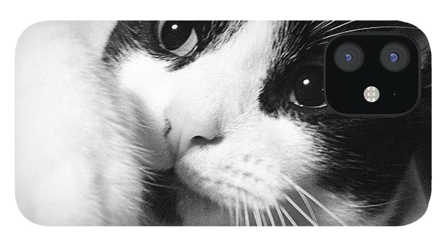 Cat iPhone 12 Case featuring the photograph Cat Leo by Rachel Williams