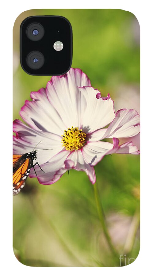 Cosmos iPhone 12 Case featuring the photograph Cosmos and Butterfly Dream by Susan Gary