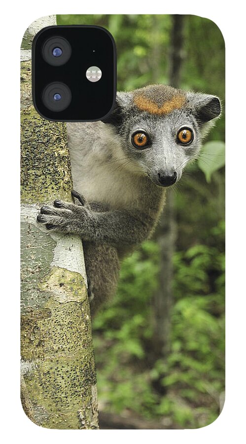Mp iPhone 12 Case featuring the photograph Crowned Lemur Eulemur Coronatus Female by Thomas Marent