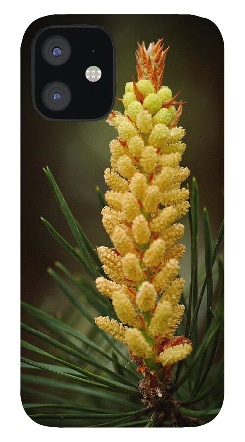 Flora iPhone 12 Case featuring the photograph Evergreen by Tatiana Fess