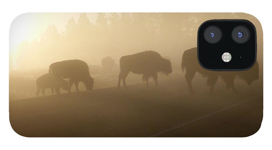 Fog iPhone 12 Case featuring the photograph Foggy Bison by Bob and Nancy Kendrick